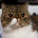 allaboutfurgusonthecat avatar