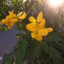 allaboutmyl0ve avatar