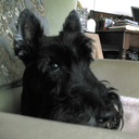 allaboutscottishterriers avatar