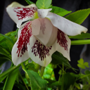 allaboutthatwhump avatar