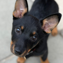 allbarksomebite avatar