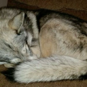 allconsumingghost avatar