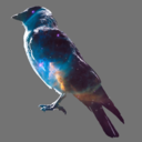 allegoricorvid avatar