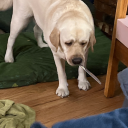 allenthesillybillyguy avatar