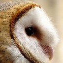 allerdaleavenger avatar