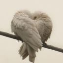 allhailbuckybarnes avatar