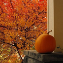 allhallowsleaves avatar