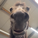 allhorsenoplinko avatar