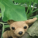 alliariapetiolata avatar