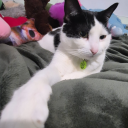 allie-schmallie avatar