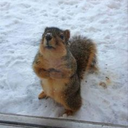 alliethecdsissy avatar