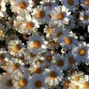 alligator-person avatar