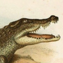 alligatoroidea avatar