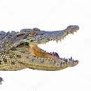 alligatorwithalearningdisability avatar