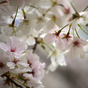 allison-simon-blog avatar