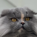 allisondreams avatar