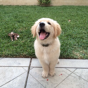 allisons-books avatar