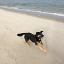 alliumsativum avatar