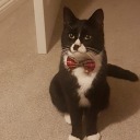 allmajorsytems avatar