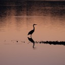 allmightygirls avatar