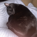 allmyhomieshatelawns avatar