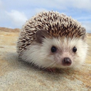 allofthehedgehogs avatar