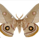 allofthemoths avatar