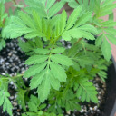 alloftheshame avatar