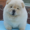 allons-ymothafucka avatar