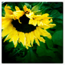 allotmenteering avatar