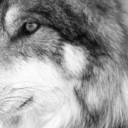 allseeingwolf avatar