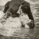 allstarpowell avatar