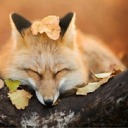 allthefandoms-random-thoughts avatar