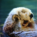 allthefandomstogetheratlast avatar