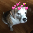 allthelittlebeagles avatar