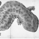 allthemadmen3g avatar