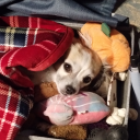 alltheprompts avatar