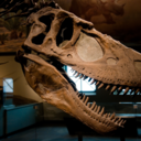 allthingsdinosaur avatar