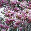 allthingsfine avatar