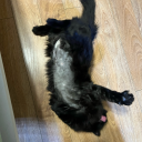 allthingsveterinary avatar