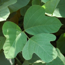 alluring-elixir avatar