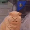 alluringvirgo avatar