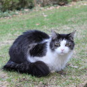 allylikethecat avatar