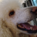 allylovesturtles avatar