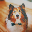 allyouneedislaw avatar