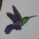 alma-de-colibri avatar