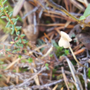 alma-studies-bio avatar