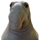 almighty-snorp avatar