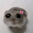 almondmilkenjoyer avatar