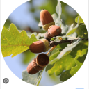 almondmoonoak avatar